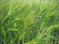 Фото 19. Семена озимой пшеницы Краснодарська99, урожай 2017 года от компании Дер Трей