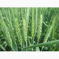 Семена озимой пшеницы Краснодарська99, урожай 2017 года от компании Дер Трей
