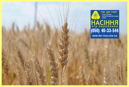 Фото 2. Семена озимой пшеницы Краснодарська99, урожай 2017 года от компании Дер Трей