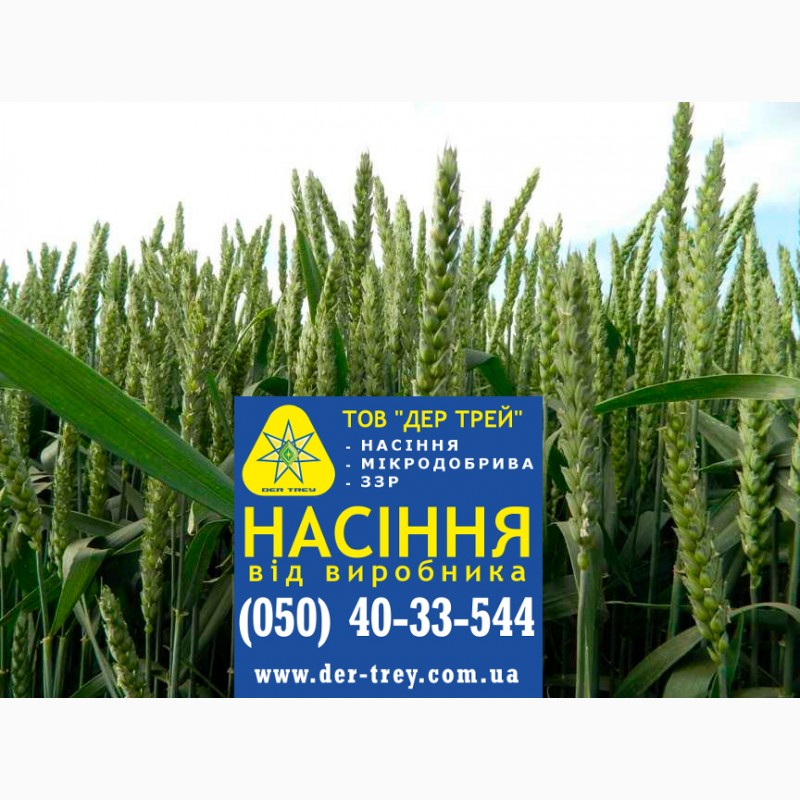 Фото 20. Семена озимой пшеницы Краснодарська99, урожай 2017 года от компании Дер Трей