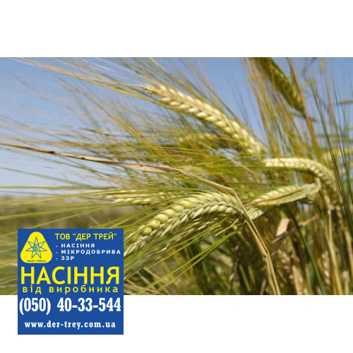 Фото 4. Семена озимой пшеницы Краснодарська99, урожай 2017 года от компании Дер Трей