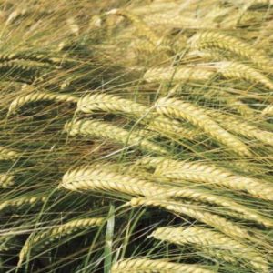 Фото 5. Семена озимой пшеницы Краснодарська99, урожай 2017 года от компании Дер Трей