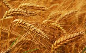 Фото 6. Семена озимой пшеницы Краснодарська99, урожай 2017 года от компании Дер Трей