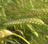 Фото 8. Семена озимой пшеницы Краснодарська99, урожай 2017 года от компании Дер Трей