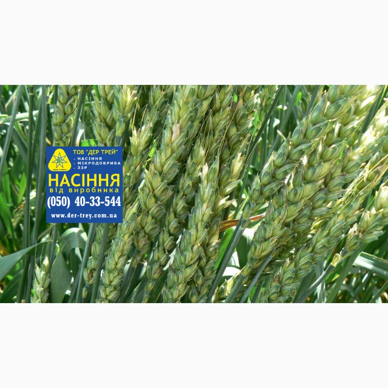 Фото 9. Семена озимой пшеницы Краснодарська99, урожай 2017 года от компании Дер Трей