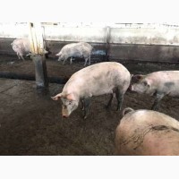 Продам свиней живым весом, Лубны