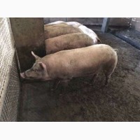 Продам свиней живым весом, Лубны