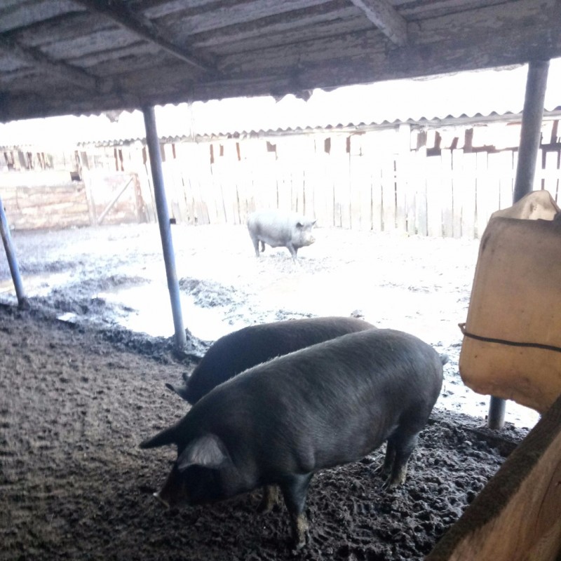 Фото 2. Продам свиней мангалицы живым весом