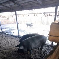 Продам свиней мангалицы живым весом
