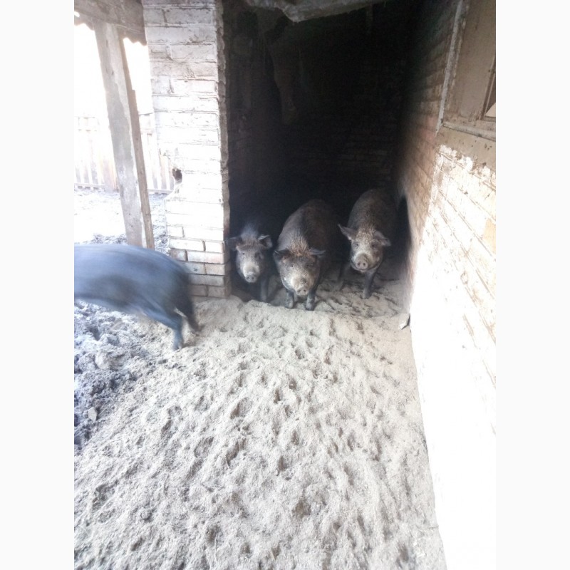 Фото 4. Продам свиней мангалицы живым весом