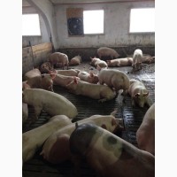 Продам свиней породы Хермитаж Hermitage, Полтавская обл