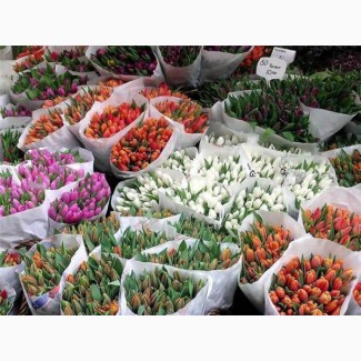 Продам Цветы супер цены