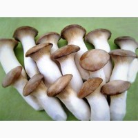 Свежие грибы шиитаке, еринги, пиоппино, гериций