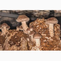 Свежие грибы шиитаке, еринги, пиоппино, гериций