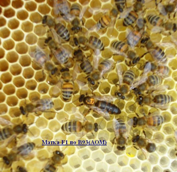 Фото 2. Продам пчеломатки неплодные