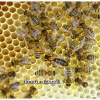 Продам пчеломатки неплодные