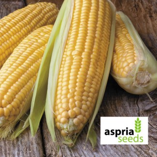 Семена гибрида кукурузы АС 33033-раннеспелый ФАО 230 исключительная влагоотдача