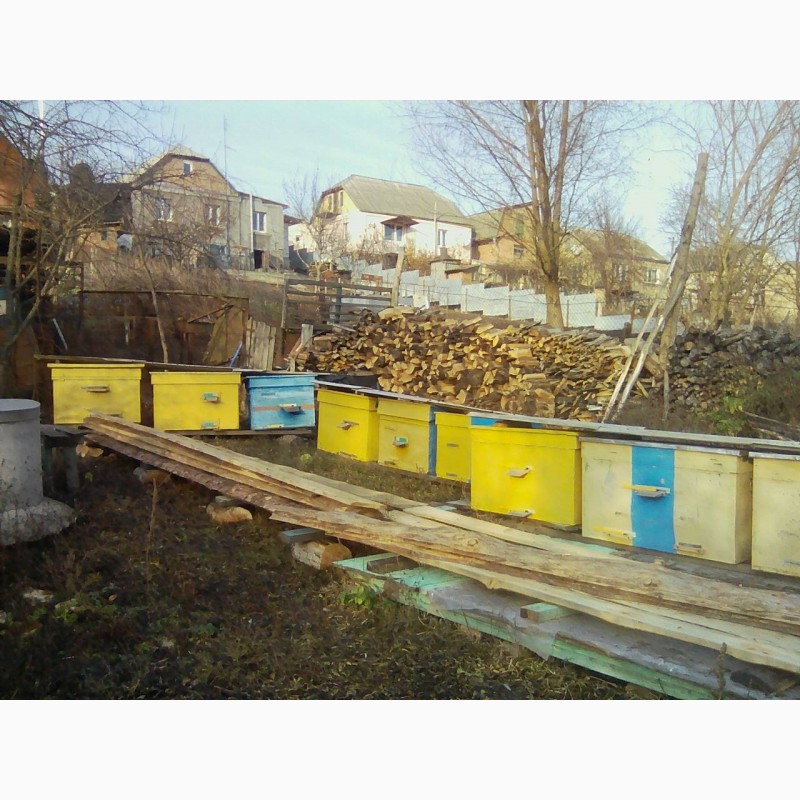 Фото 2. Продам бджоли з вуликом