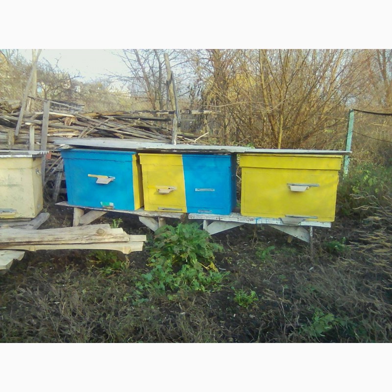 Фото 3. Продам бджоли з вуликом