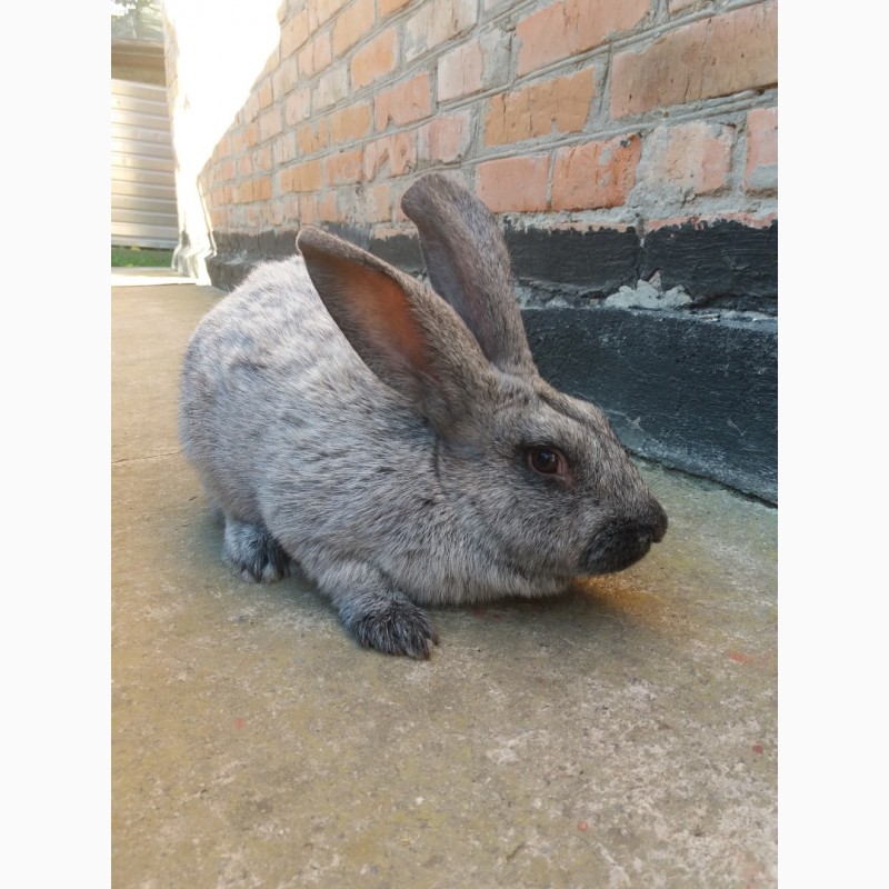 Продати кролів полтавське срібло самець-5, 4 кг, самка-3, 9 кг