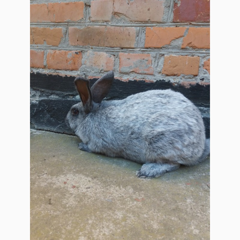 Фото 2. Продати кролів полтавське срібло самець-5, 4 кг, самка-3, 9 кг