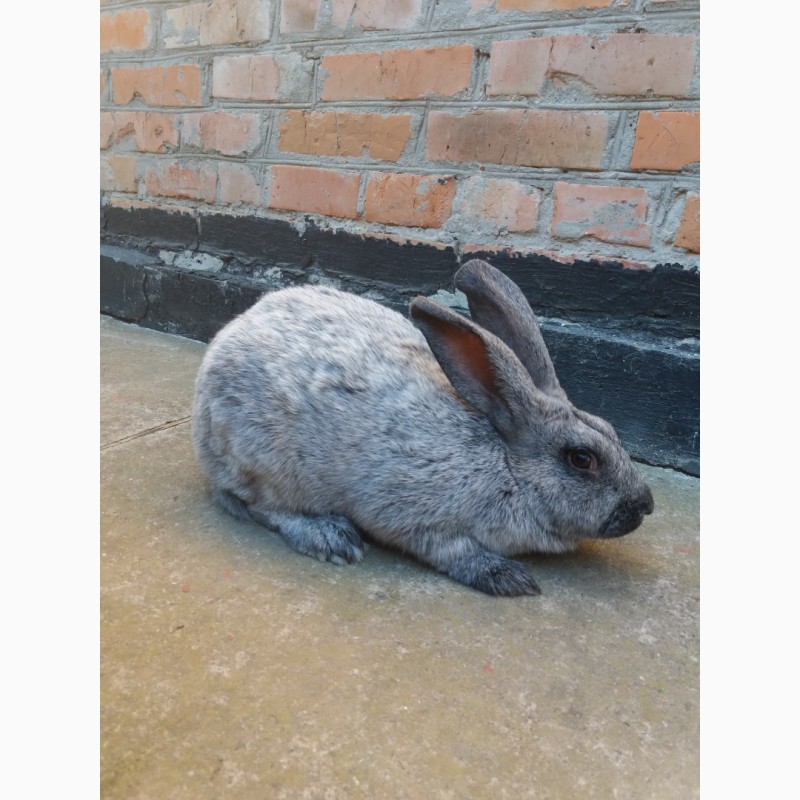 Фото 3. Продати кролів полтавське срібло самець-5, 4 кг, самка-3, 9 кг