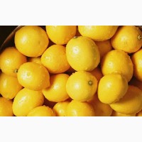 Лимон оптом продам