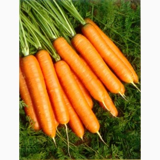 Куплю моркву оптом