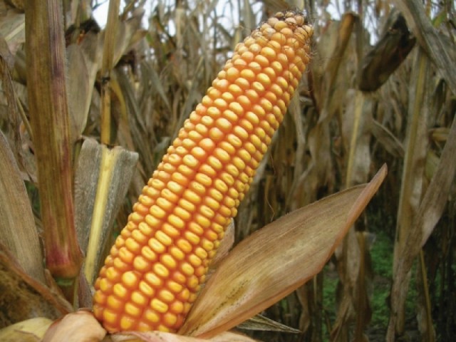 Фото 3. Гириды кукурузы SYNGENTA
