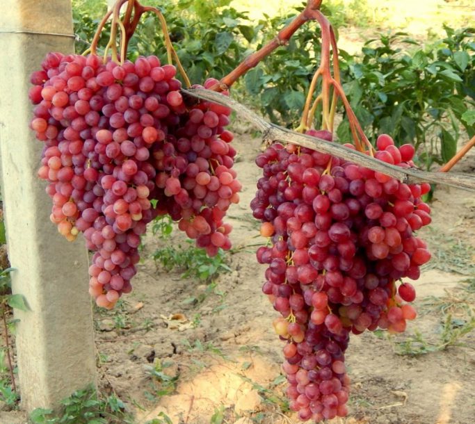 Продам саженцы винограда Велес опт и розница