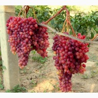 Продам саженцы винограда Велес опт и розница