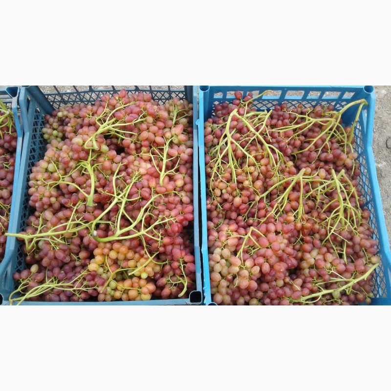 Фото 5. Продам саженцы винограда Велес опт и розница