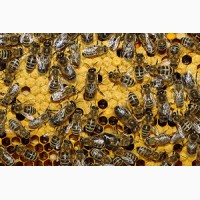 Продам 4-х рамкові пакети бджіл