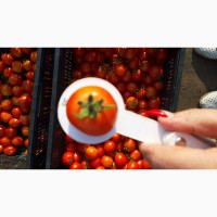 Куплю помидор грунтовой в качестве
