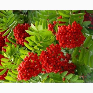 Куплю свіжозібрані плоди горобини (рябину красную), бузину, каштани