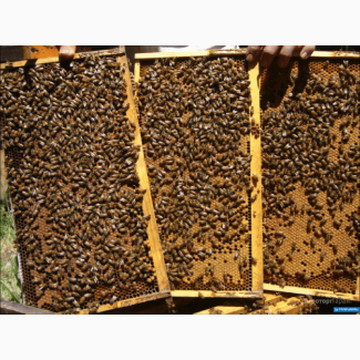 Улья для пчел, оптом и в розницу, пчелопакеты, пчелосемьи