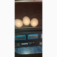 Продаємо яйце інкубаційне бройлера