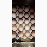 Продаємо яйце інкубаційне бройлера