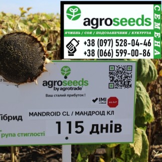 Продаем семена подсолнечника Mandroid CL ( технология Clearfield ) Maisadour Semences