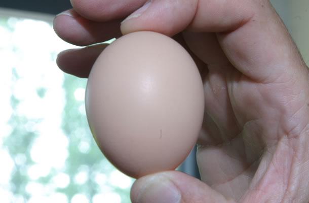 Продам яйцо инкубационное адлер серебристый