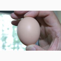 Продам яйцо инкубационное адлер серебристый