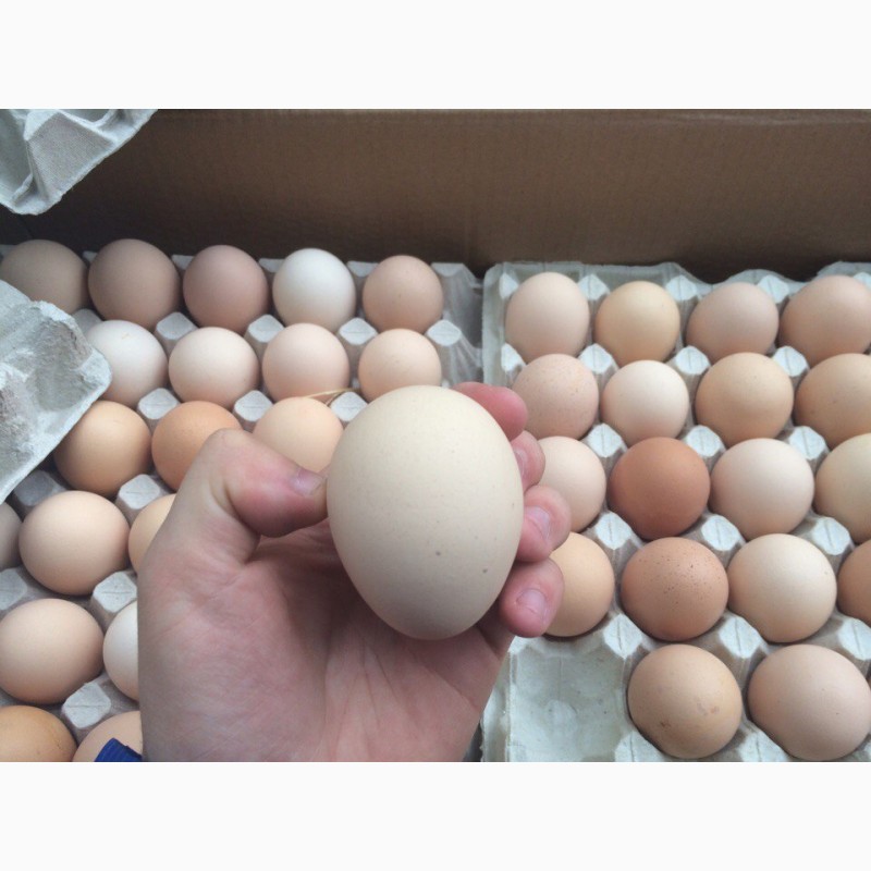 Фото 2. Продам яйцо инкубационное адлер серебристый