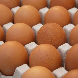 КОББ 500 бройлер яйца инкубационные (Чехия)