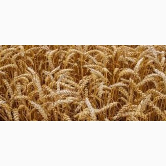 Продам посевной материал озимой пшеницы Адель суперэлита Краснодарская селекция