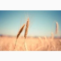 Сорт КВС Джерсі пшениця озима, пшениця м#039;яка