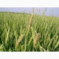 Озима пшениця Ассоль
