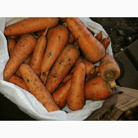 Продам морковь сорт Абако 1-2 сорт