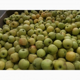 Продамо якісне яблуко на Сік (Семиренко, Голден, та інш)