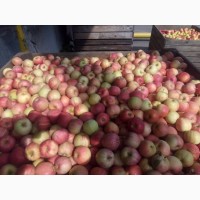 Продамо якісне яблуко на Сік (Семиренко, Голден, та інш)