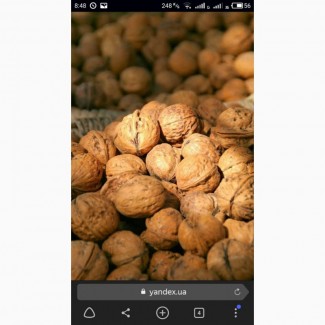 Закупаем грецкий орех 16гр.Доставка к нам на склад